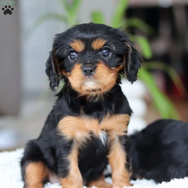 Mia, Cavalier King Charles Spaniel Puppy